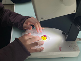 Excur'sciences 2025 - Sciences infusent